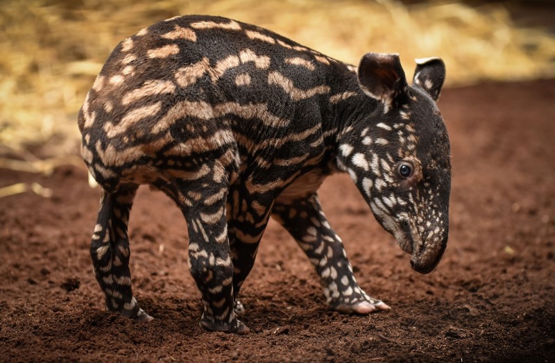 Solo, the new Malayan tapir