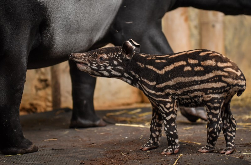 Solo, Malayan tapir calf with mom